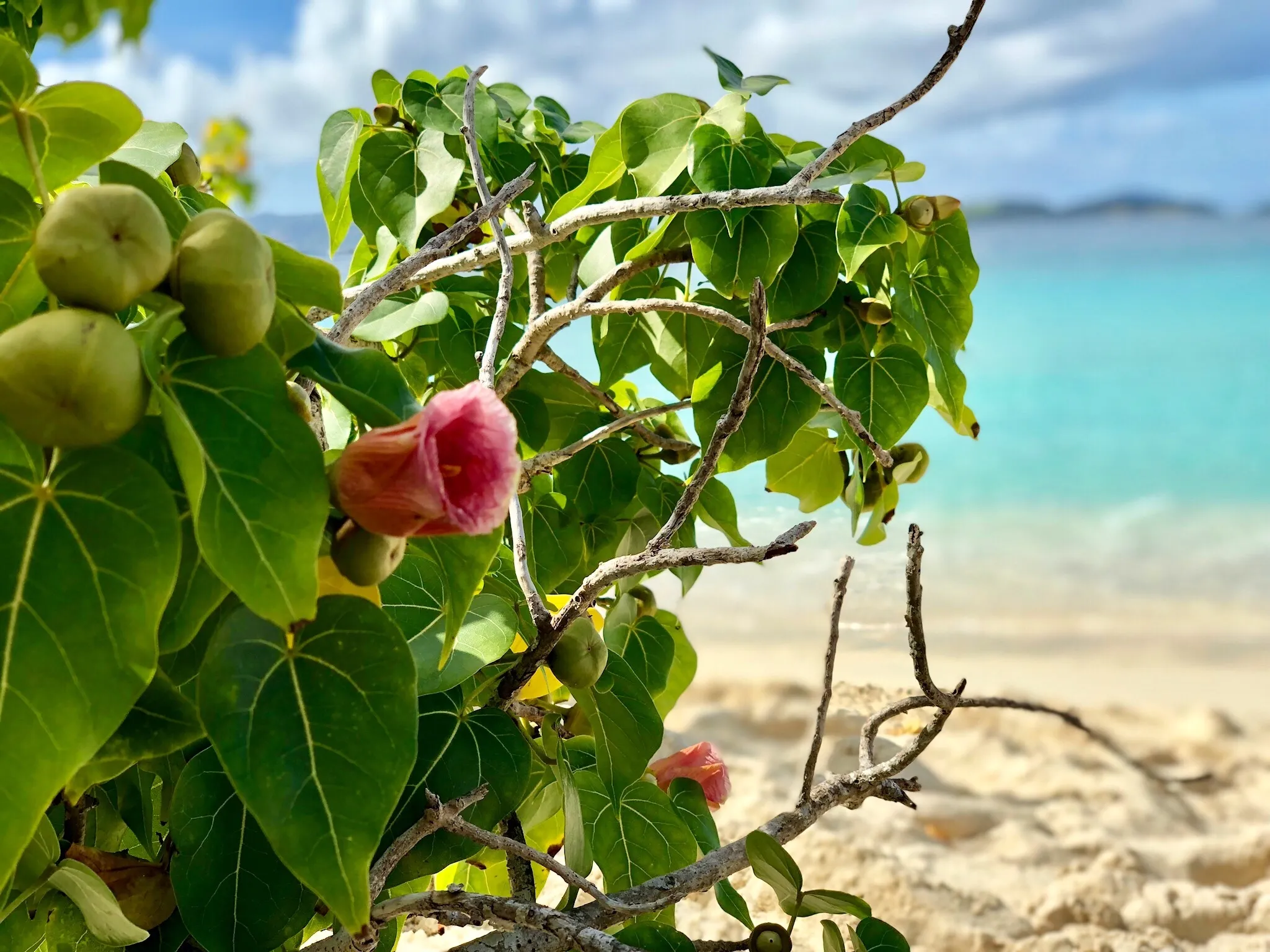 2344 honeymoon beach bus