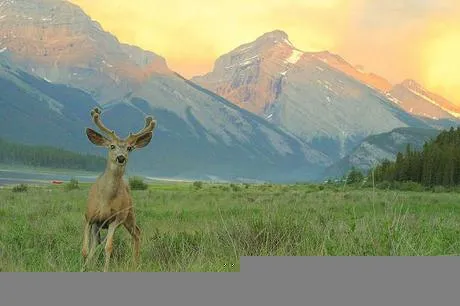 2399 dining canadian rockies