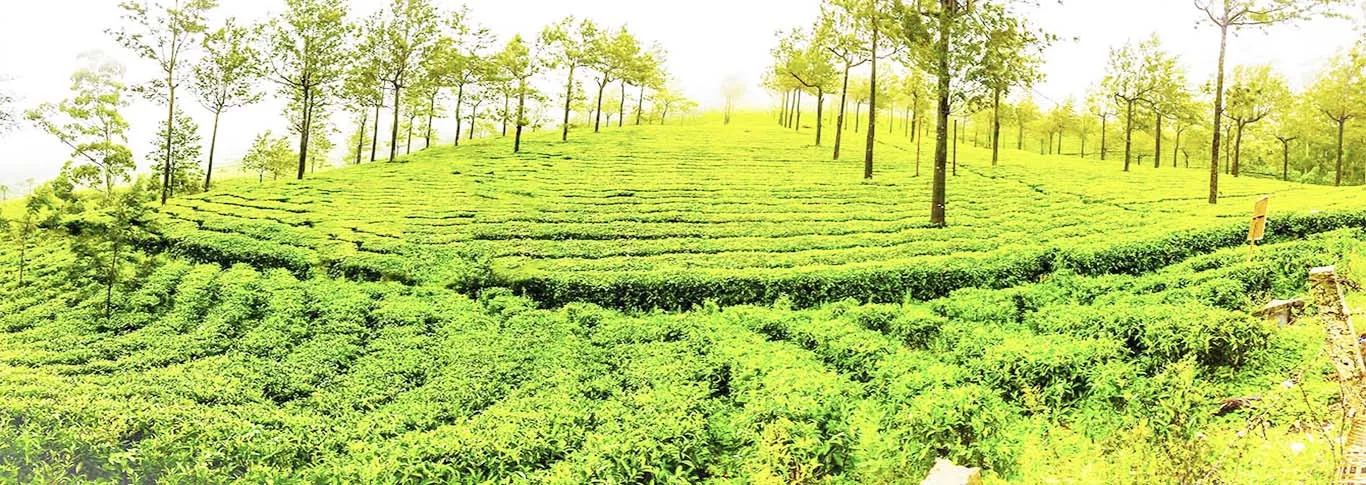 /img/2413-ooty-honeymoon-couple.webp