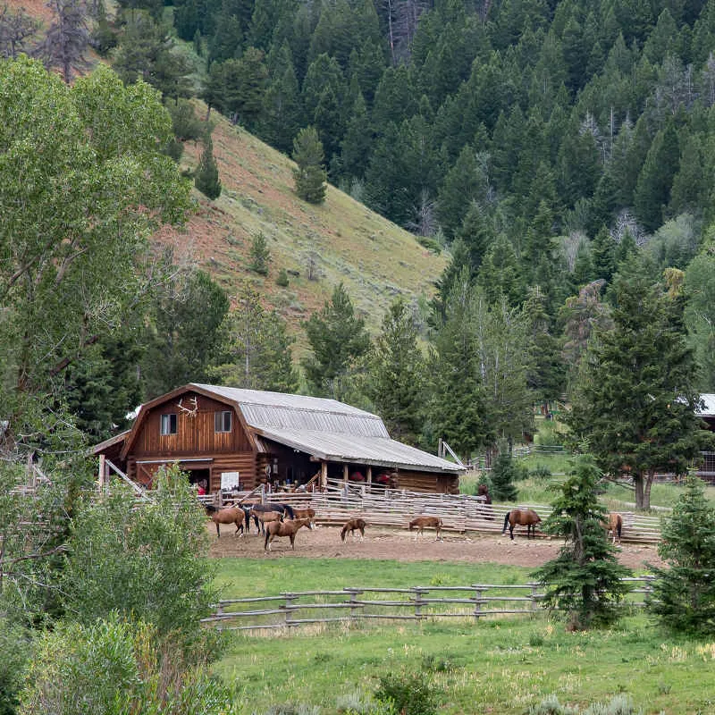 2446 jackson hole horseback riding