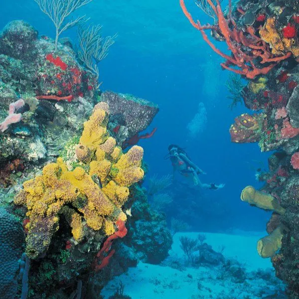 2449 isla mujeres snorkeling