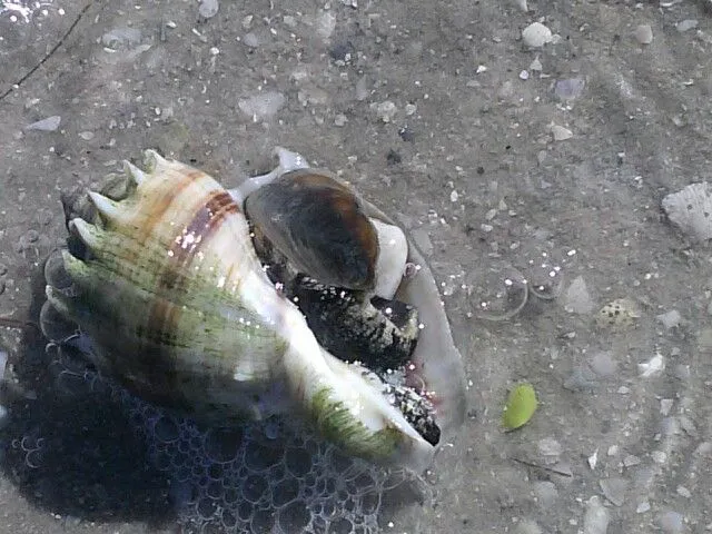 2485 honeymoon island weather average temperature