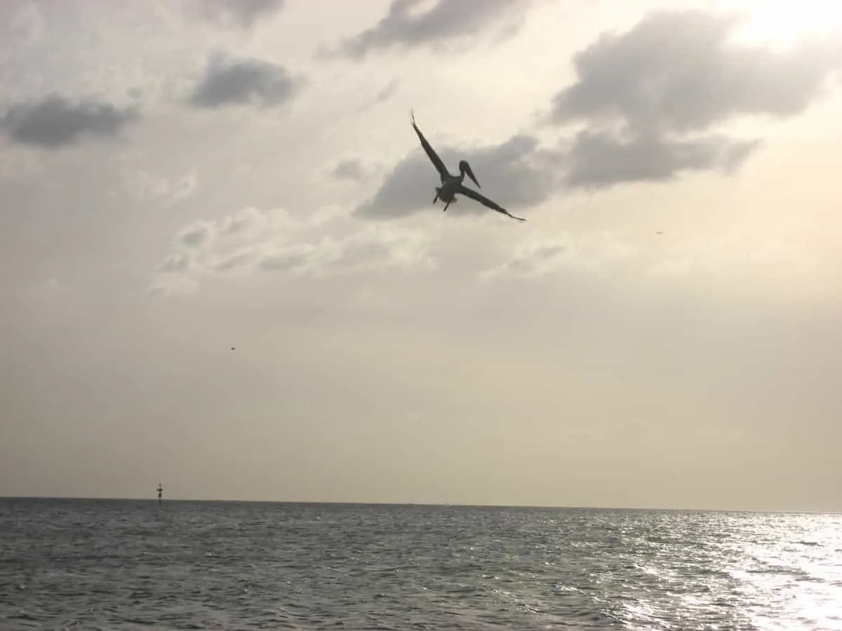 2499 honeymoon beach florida wildlife