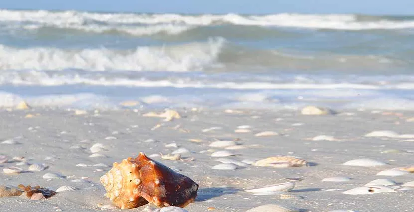 2525 honeymoon island wildlife