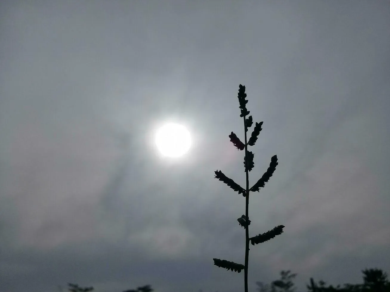 /img/2591-honeymoon-plant-propagation.webp