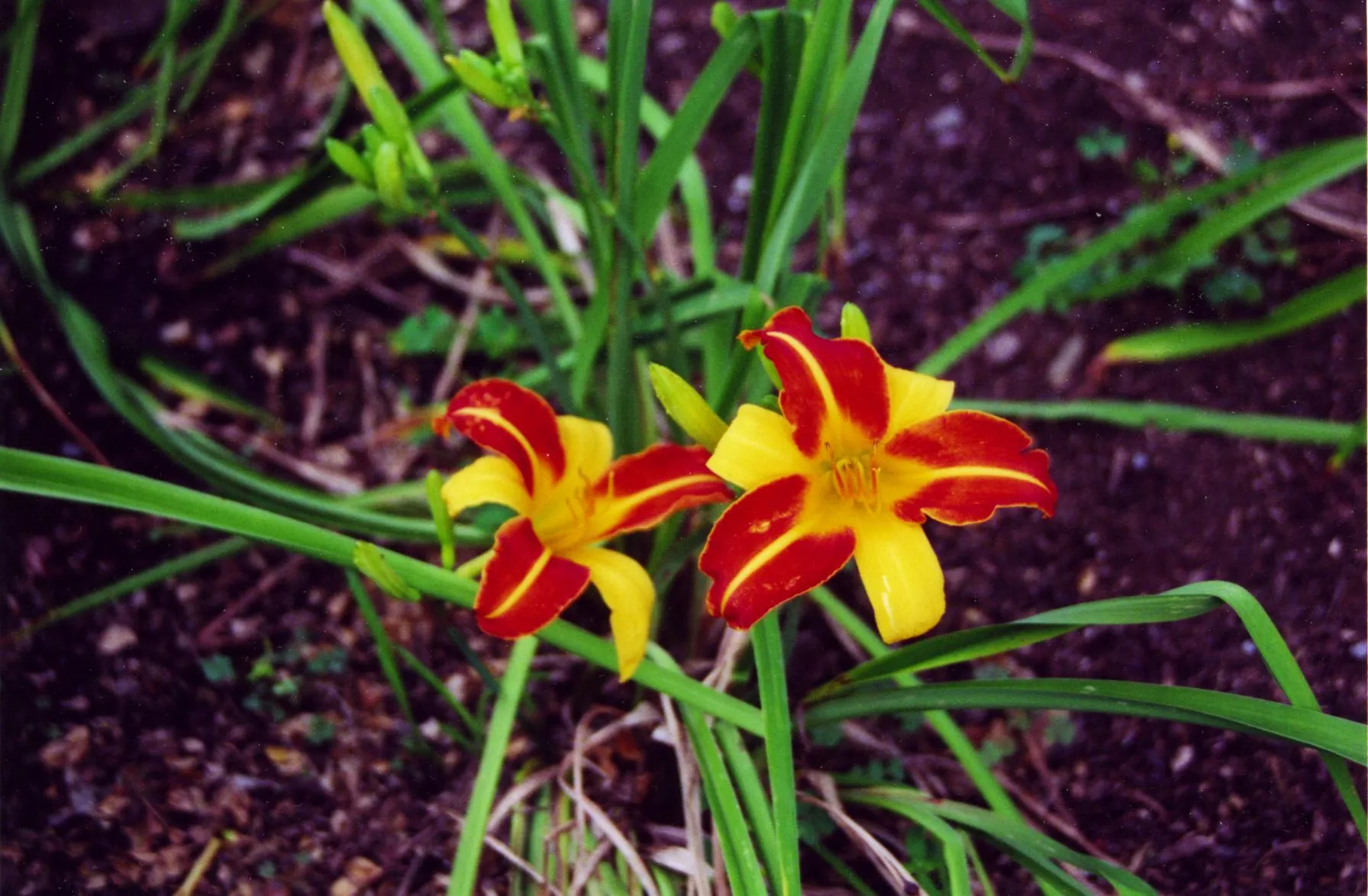 2591 honeymoon plant stress reduction