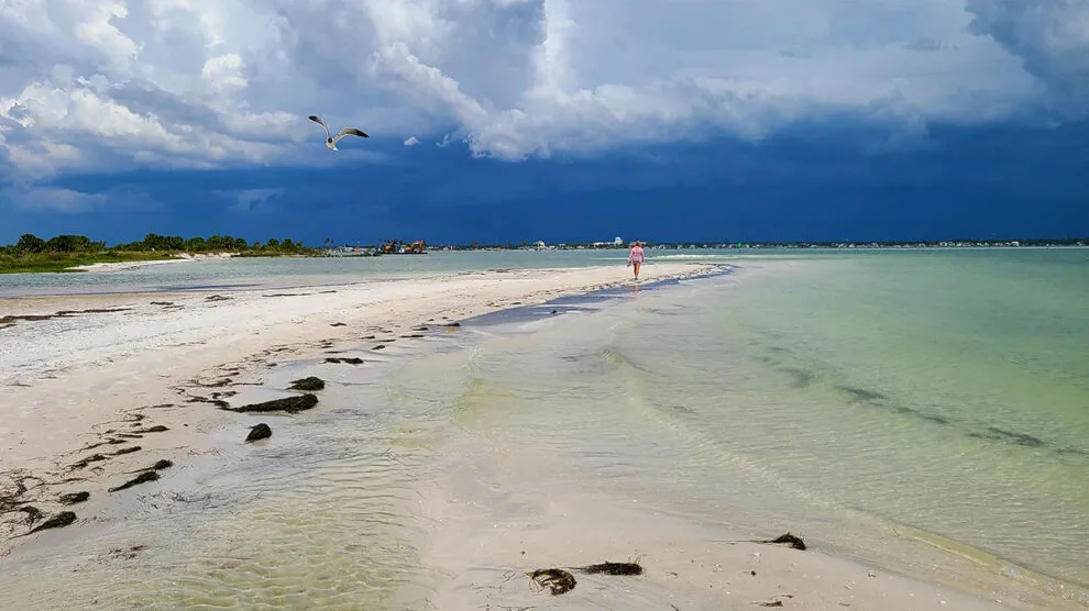 2598 wildlife honeymoon island