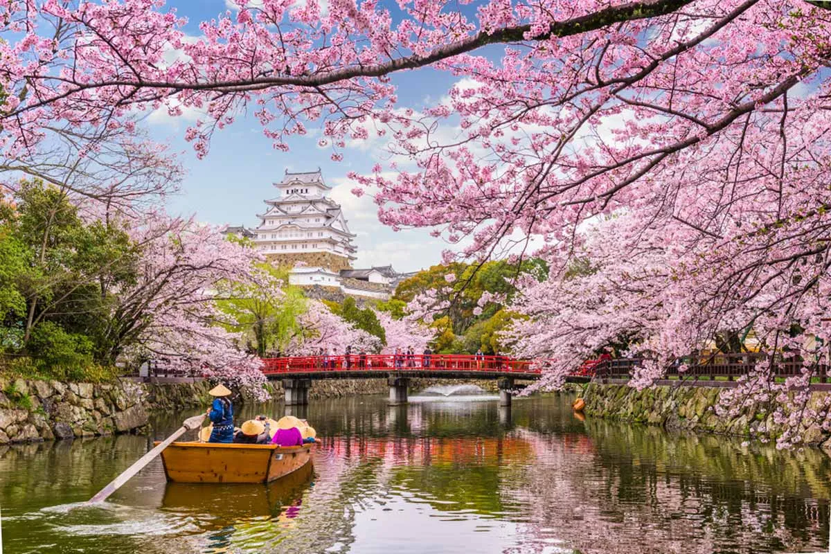 2611 cherry blossoms kyoto